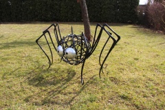 pavouk-v-zahrade
